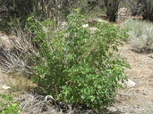 Sambucus nigra ssp. caerulea