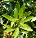 Centaurea arbutifolia