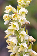Small-white Orchid