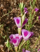 Clarkia williamsonii