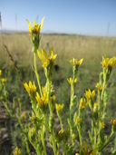 Clustered Goldenweed
