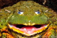 South African Burrowing Frog