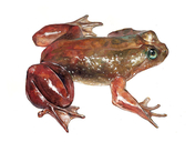 Southern Platypus Frog