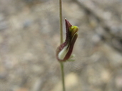 Cordylanthus nevinii