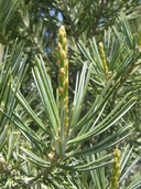 Four Leaf Pine