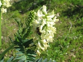 Astragalus pomonensis