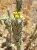 Small Flowered Cudweed