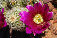 Purple Short-spined Hedgehog Cactus