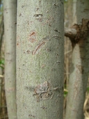 Salix amygdaloides Anderss. saule à feuilles de pêcher [Peachleaf willow]