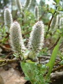 Salix calcicola