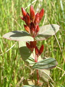 Triadenum virginicum (L.) Raf. (=Hypericum virginicum L.) millepertuis de Virginie [Virginia marsh St. Johnswort]