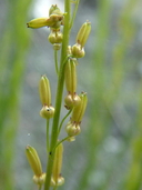 Triglochin palustris L. troscart des marais [Marsh arrow-grass]
