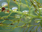Utricularia macrorhiza Le Conte utriculaire vulgaire [Common bladderwort]