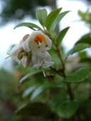 Vaccinium vitis-idaea ssp. minus