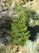 Pinus monophylla ssp. fallax