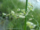 Zizania aquatica var. brevis Fassett zizanie naine [Estuarine wild rice]