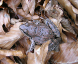 Iranian Long-legged Frog