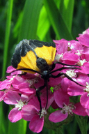 Black And Yellow Lichen Moth