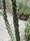 Cylindropuntia californica var. parkeri