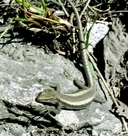 Daghestan Lizard