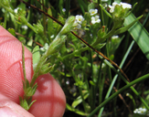 Plagiobothrys scouleri var. penicillatus