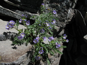 Polemonium pulcherrimum var. pulcherrimum