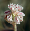 Eriogonum ovalifolium var. williamsiae
