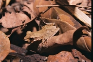 False Hour-glass Tree Frog