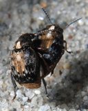 Megabruchidius dorsalis
