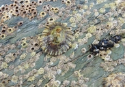 Black Footed Limpet
