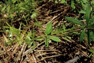 Galium mexicanum ssp. asperulum