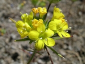 Navarretia prolifera ssp. lutea