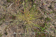 Agrostis blasdalei