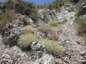 Astragalus tricarinatus