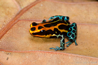 Reticulated Poison Frog