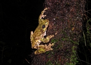 Fringe-limbed Treefrog