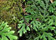 Nimble Long-limbed Salamander