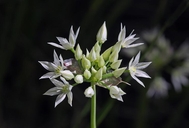 Allium bisceptrum