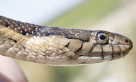Thamnophis gigas
