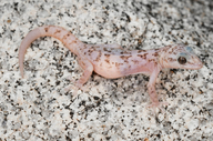 Penninsular Leaf-toed Gecko