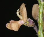 Ladeania lanceolata