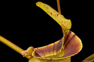 Nepenthes platychila