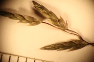 Eragrostis mexicana ssp. virescens