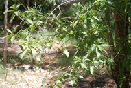 Coprosma rhynchocarpa