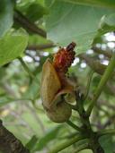 Hibiscadelphus hualalaiensis