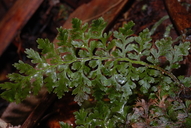 Vandenboschia draytoniana