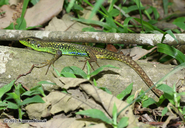 Green-bellied Lizard