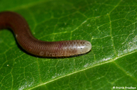 Indotyphlops braminus