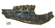 Paronychomys antiquus