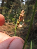 Carex californica